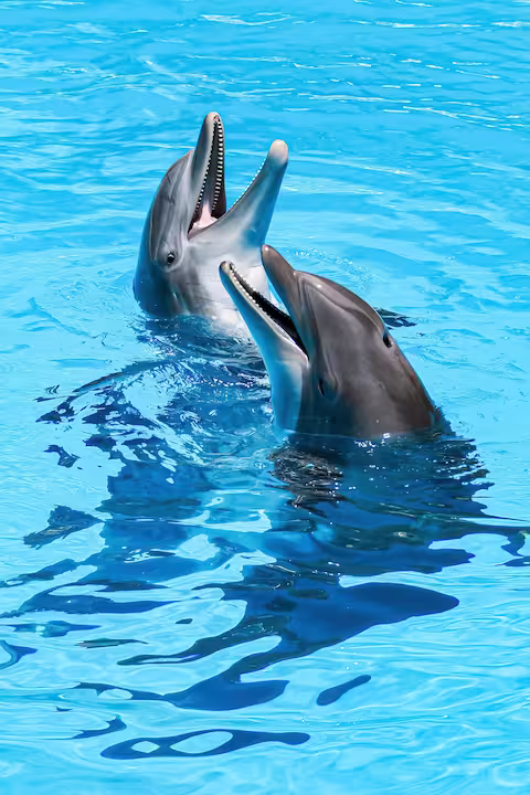 Dolphin Discovery